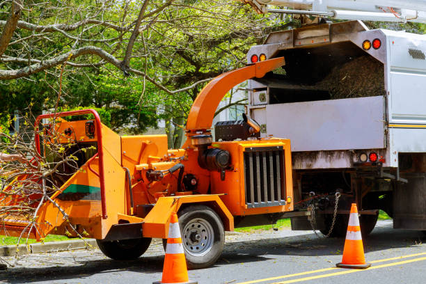 How Our Tree Care Process Works  in  Brice Prairie, WI